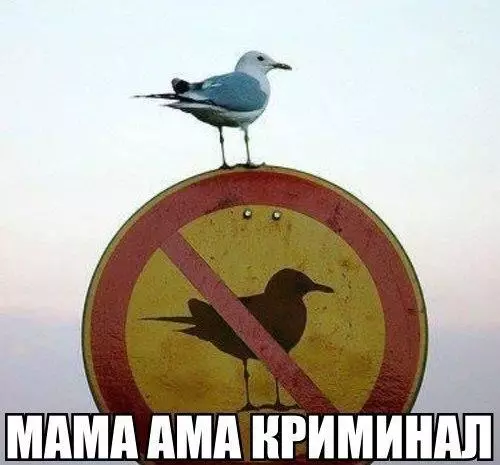 Смешная картинка №218178