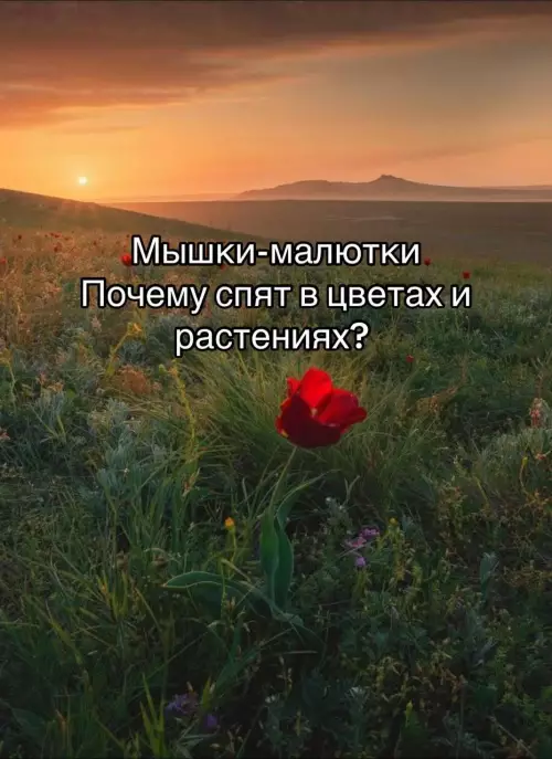 Смешная картинка о мышках