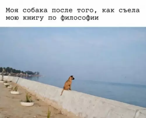 Когда собака осознала философию