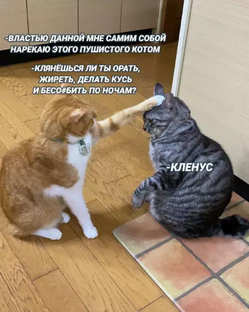 Смешная картинка №674598
