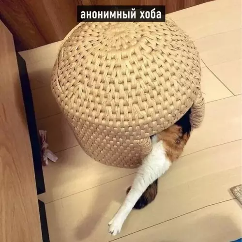 продолжение Смешная картинка №566203 Виды хоба: Кошки