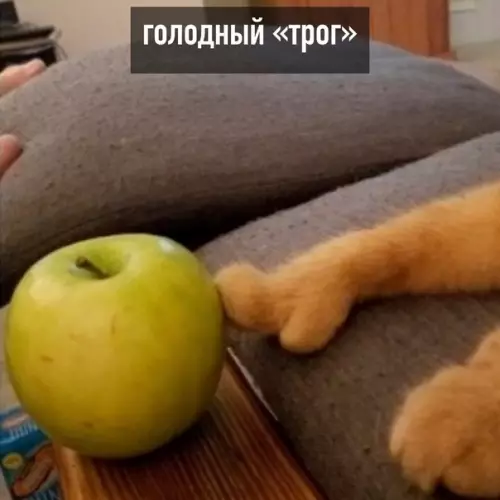 Смешная картинка №586922 "Tpoг" бывaeт paзным кошки
