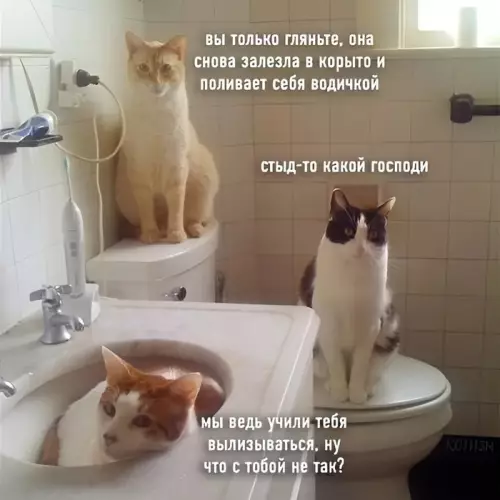 Кошачий дебош в ванной 🐈💦 - вы только гляньте, она снова залезла в корыто и поливает