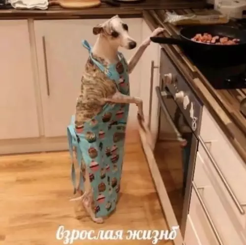 Смешная картинка №684325 Когда наконец-то съехал от родителей, стал жить один, и еда перестала волшебным образом появляться в холодильнике:
