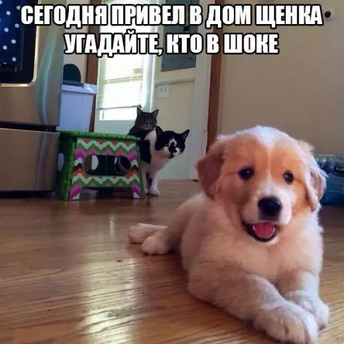 Смешная картинка №184249
