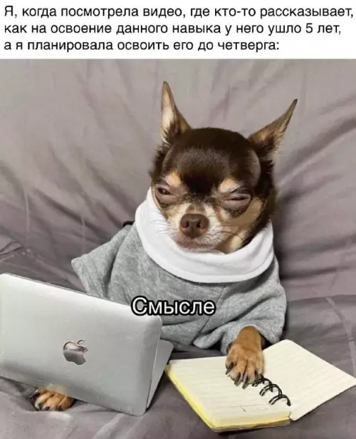 Смешной чihuahua за работой - Я, когда посмотрела видео, где кто-то рассказывает, как на освоение