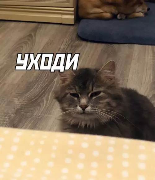 продолжение Смешная картинка №615090 Иерархия в доме