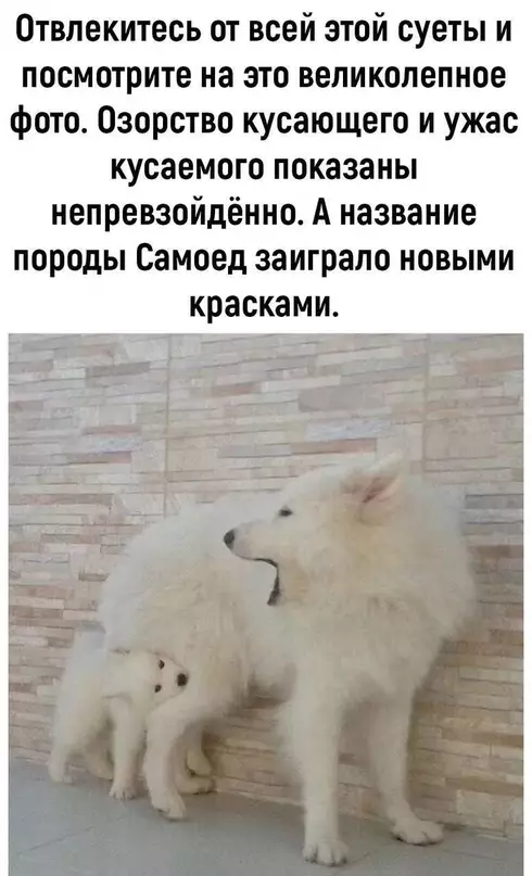 Смешная картинка №676014 Какие же они  милые