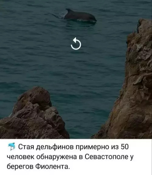 Дельфины или люди? 🐬 Секретная стая в Севастополе! - Стая дельфинов примерно из 50 человек обнаружена в Севастополе у