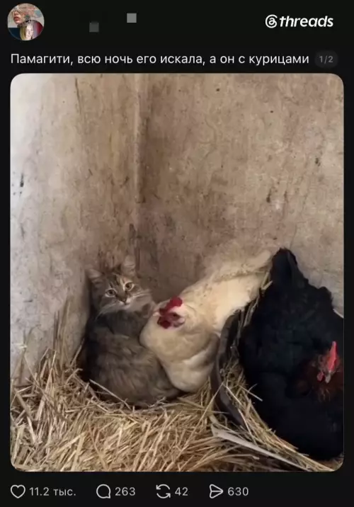 Кот ушел в отрыв с курами! 🐈‍⬛🐔 - Памагите, всю ночь его искала, а он с курицами