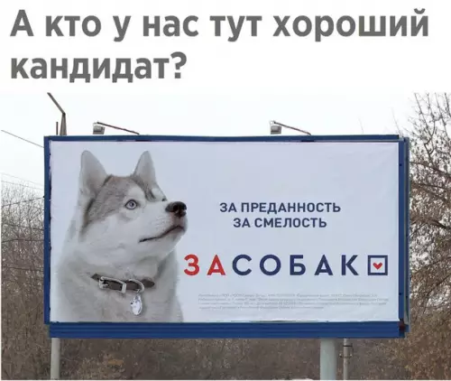 Смешная картинка №254028 собаки