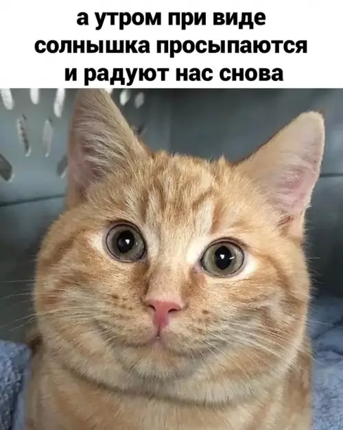 продолжение Смешная картинка №656533