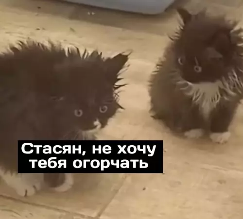 продолжение Смешная картинка №696745
