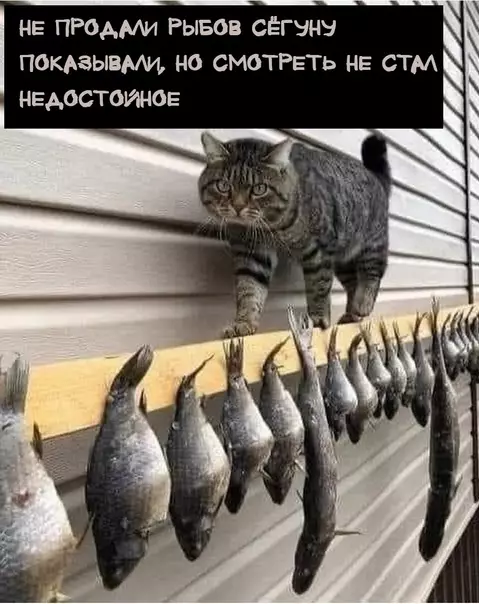 продолжение Смешная картинка №620663 Koтeйcкoe xoккy