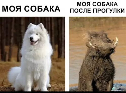 Смешная картинка №443350