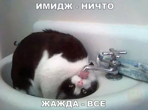Смешная картинка №182761 коты