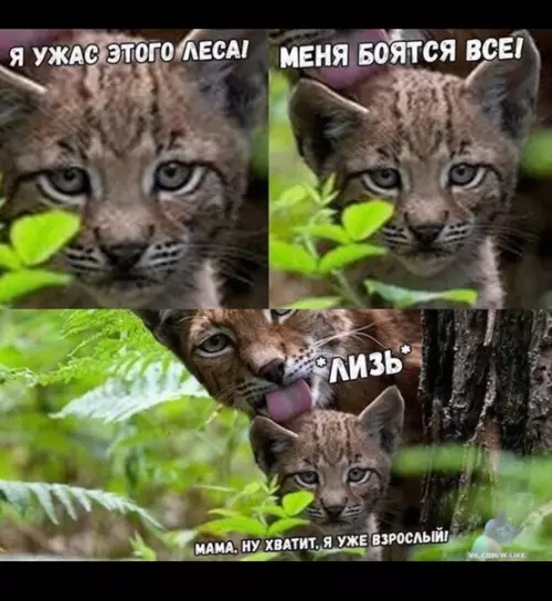 Смешная картинка №383468