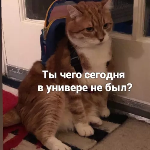 Смешная картинка №517887