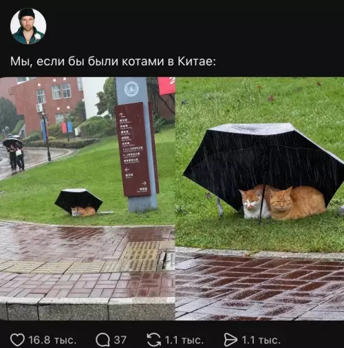Коты в Китае — это просто разрыв 🐈‍⬛☔️ - Мы, если бы были котами в Китае:
