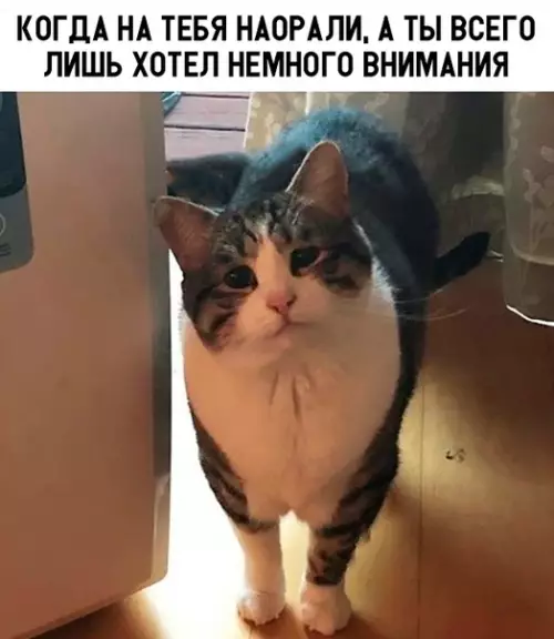 Смешная картинка №322961 кошки