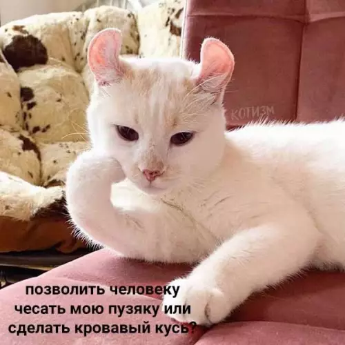 продолжение Смешная картинка №572329 Ежедневные дилеммы обычных котов Кошки