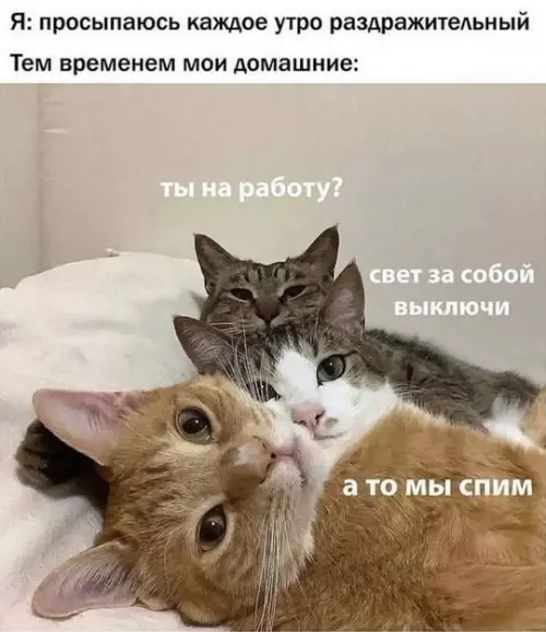 Смешная картинка №759061 Лоток ещё убери Коты