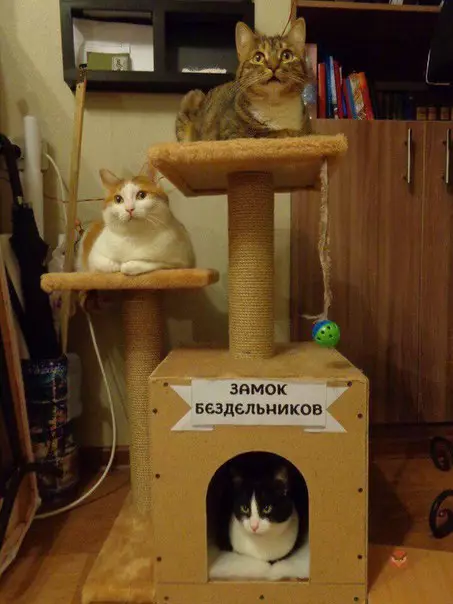 Смешная картинка №255501 Кот, кошки