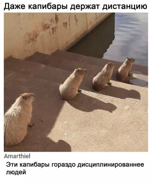 Смешная картинка №511846 Капибара умная, будь как капибара