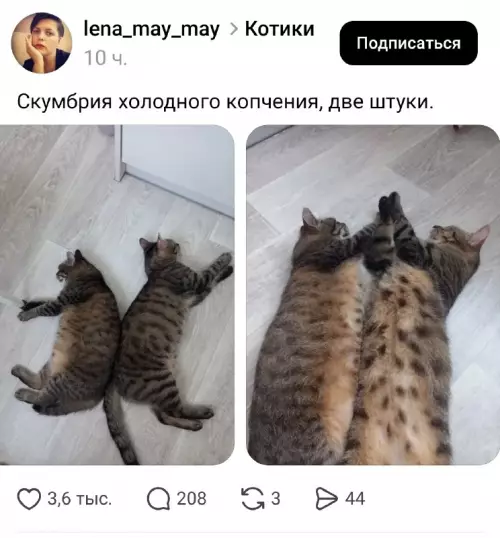 Две скумбрии холодного копчения 🐟🐈 - Скумбрия холодного копчения, две штуки.