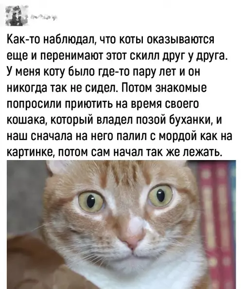 продолжение Смешная картинка №697597 Коты