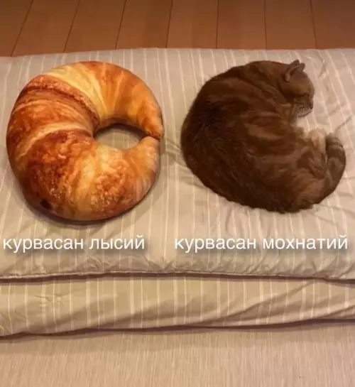 Смешная картинка №735517