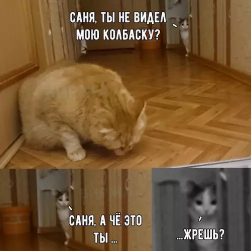 Смешная картинка №262700 коты