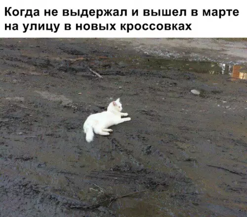 Смешная картинка №337308