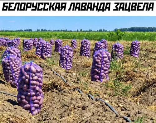 Лаванда по-белорусски 🥔💜 - БЕЛОРУССКАЯ ЛАВАНДА ЗАЦВЕЛА