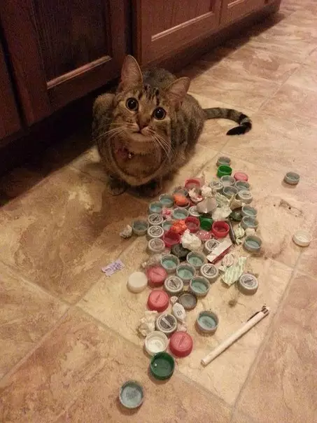 Смешная картинка №305109 Нашёл одну из нычек кота. Кот недоволен