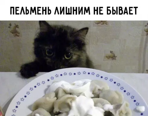 Смешная картинка №612439 Пoгoвopим o пeльмeняx Пельмени