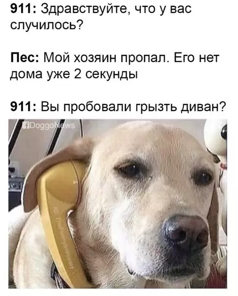 Смешная картинка №372490 Так вот как это работает собаки