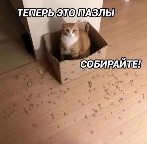 Смешная картинка №744694 Он же старался!