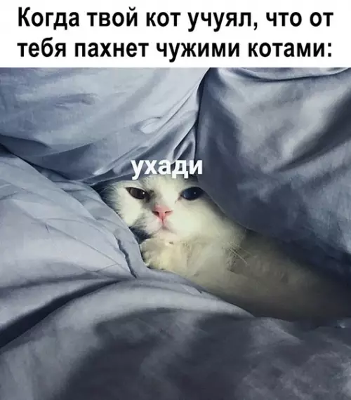 Смешная картинка №369825