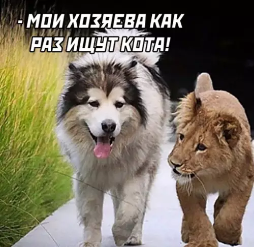 продолжение Смешная картинка №642629
