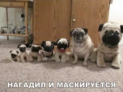 Смешная картинка №267768