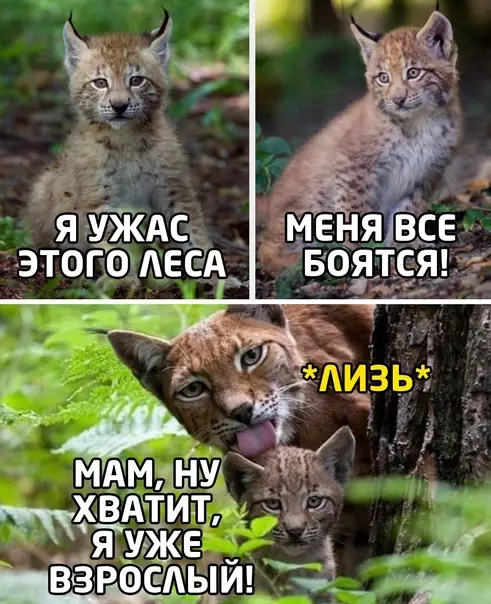Смешная картинка №575693