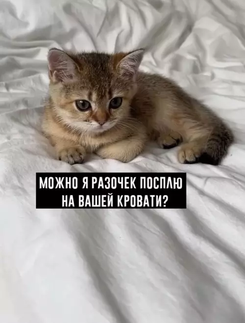 Смешная картинка №764103