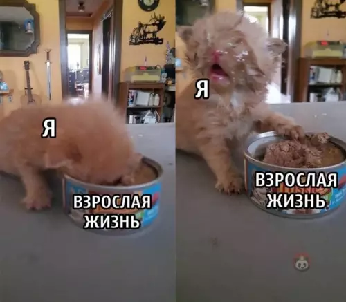 Смешная картинка №617460 Не совершайте моих ошибок, оно того не стоит! ?