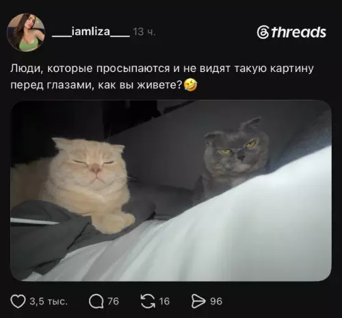 Твое идеальное утро 🐈‍⬛✨ - Люди, которые просыпаются и не видят такую картину перед глазами,
