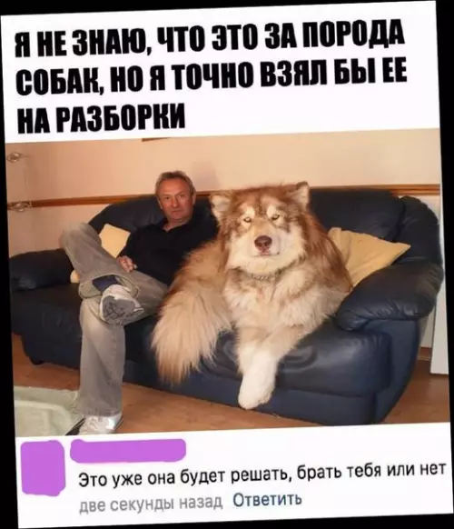 Смешная картинка №272840