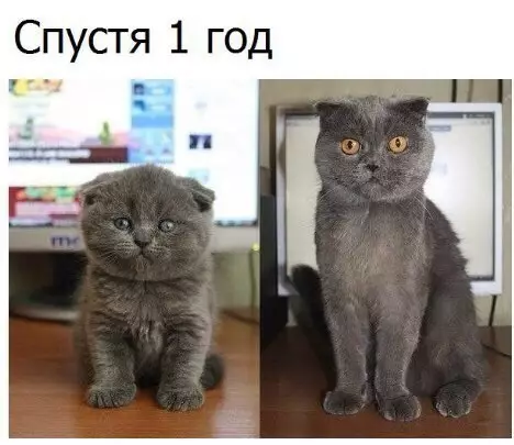 Смешная картинка №250263 кошки