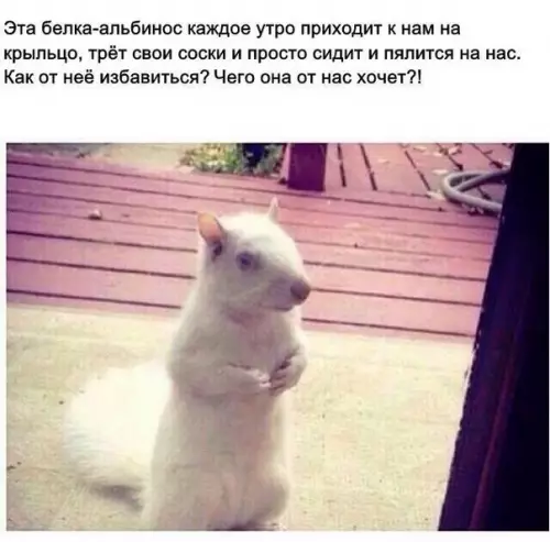 Смешная картинка №240631