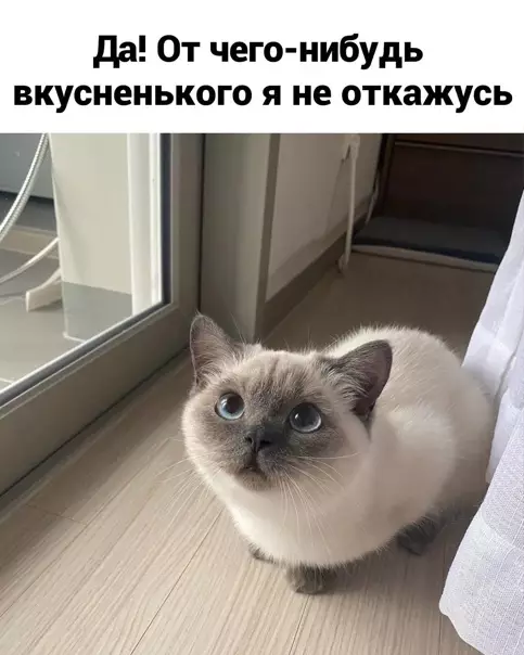 продолжение Смешная картинка №561556