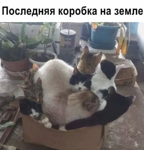 Смешная картинка №756086 котов ковчег коты